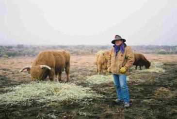Person standing near grazing cattle in a field.