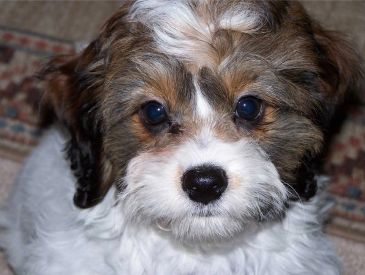 Close-up of a fluffy puppy with brown and white fur.
