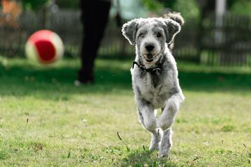 A fluffy dog joyfully running on grass in a park.