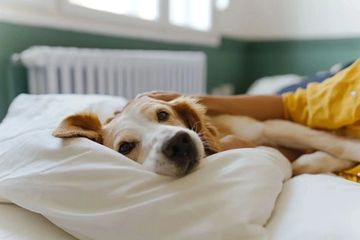 A dog resting on a bed with a comforting presence nearby.