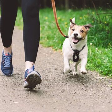 A person jogging with a happy dog on a leash outdoors.