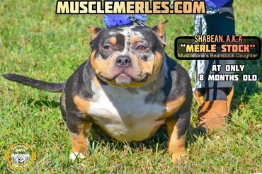 She is the World’s most advanced Merle American bully. Muscle Merles Beanstock daughter MERLE STOCK