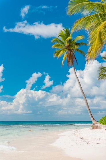Palmera imponente en una playa de arena blanca con el Mar Caribe de fondo.