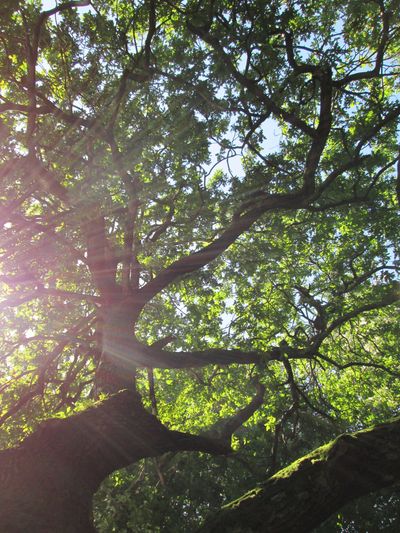Sunlight filters through the branches of a large, leafy tree.
