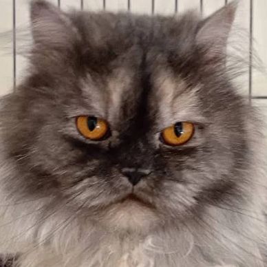I am paprika, i love washing myself! And i am friendly. I was rescued after being abandoned. More