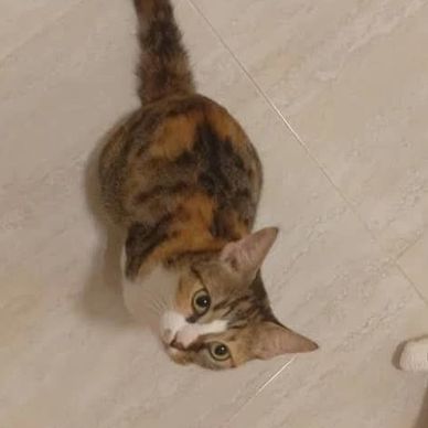 Lily