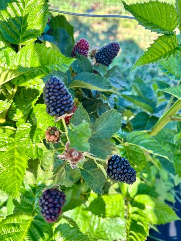 Close-up of ripe blackberries on a bush.