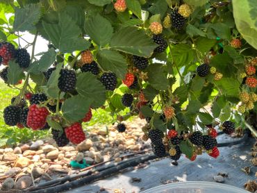 Ripe and unripe blackberries hanging on a bush.