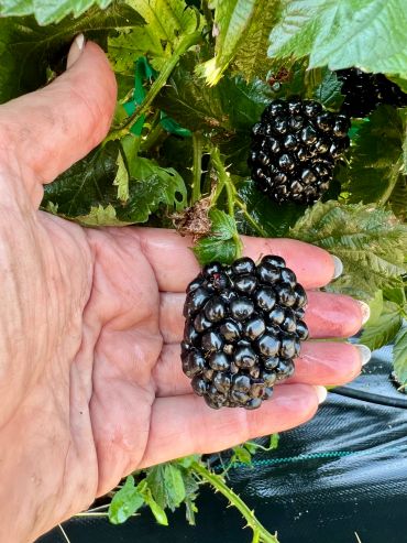Hand holding a large ripe blackberry on the bush.