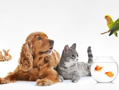 brown dog sitting next to a grey cat. A fishbowl with two gold fish next to them & a bird & bunny
