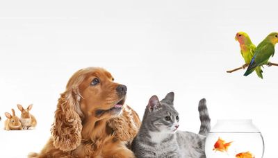 Tan puppy , black & white cat & bird