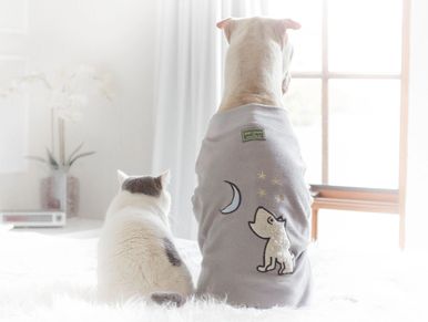 Dog looking out window wearing a sweater with a dog and moon on it.  A white cat sitting next to him