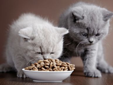 two kittens, one white fluffy one eating food, one grey one next to it.