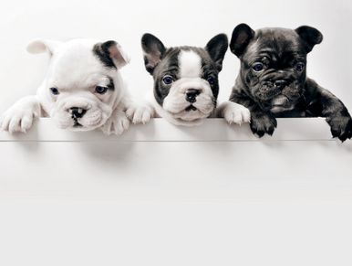 three French bull dog puppies in a tub