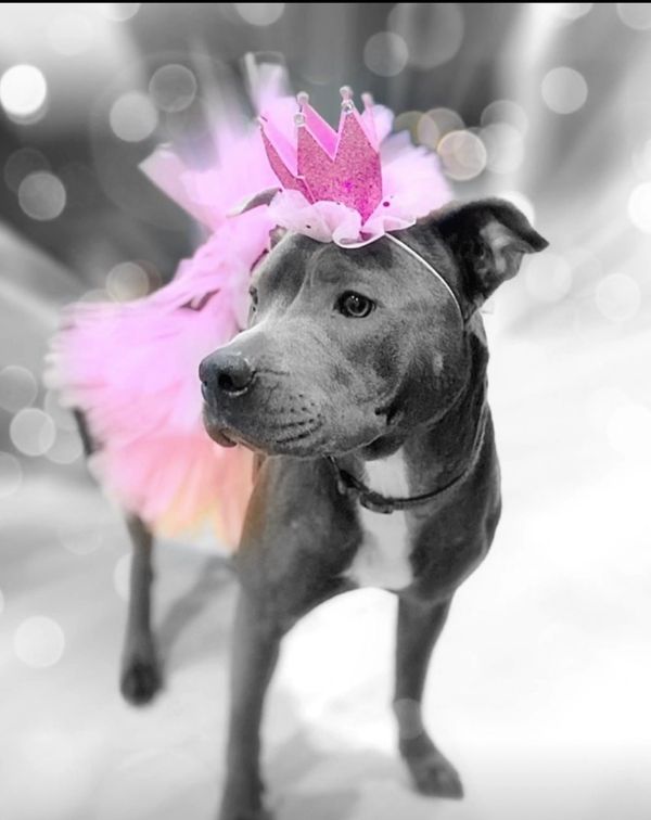 Dog Boarding client, small dog wearing pink crown