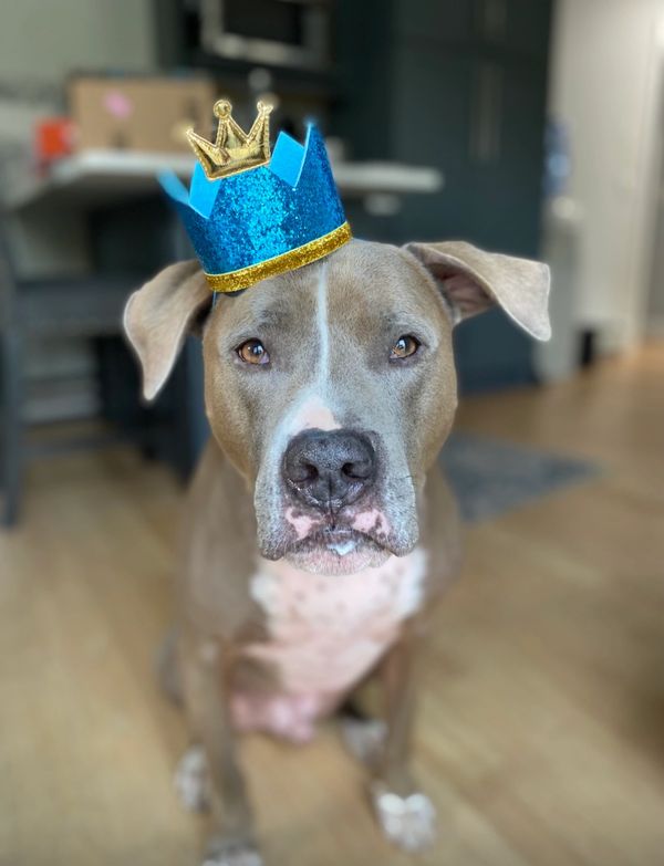 Pet Sitting client, cute grey & white pitbull wearing a crown