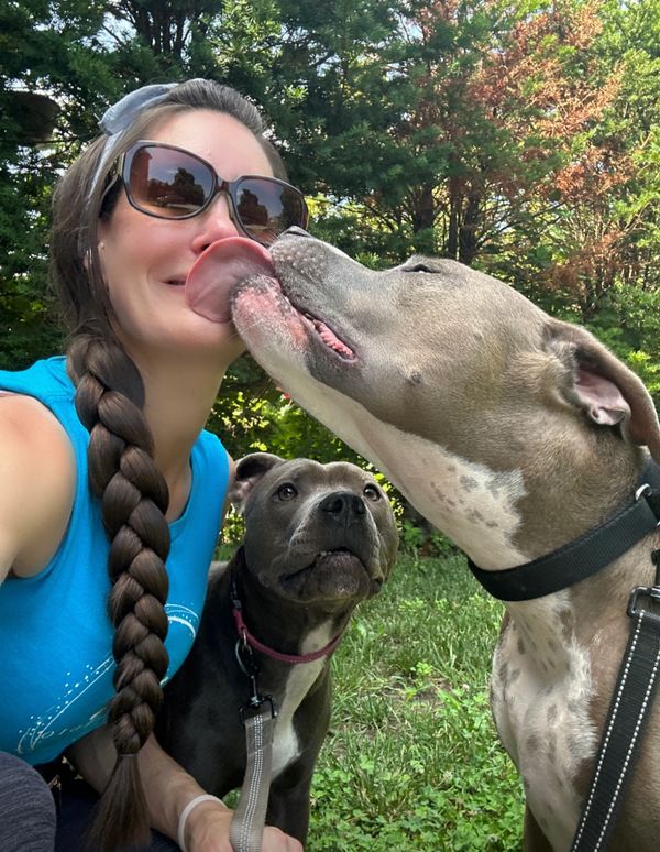Dog walker getting kisses from grey dog in Beacon