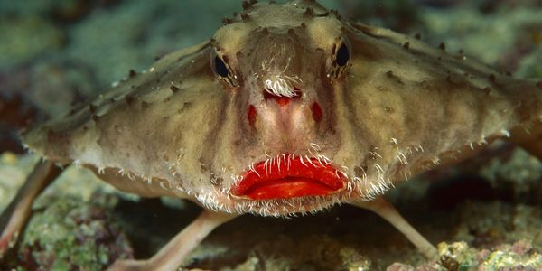Rosy-lipped batfish, Ogcocephalus porrectus. Image available for licensing from AUSCAPE.