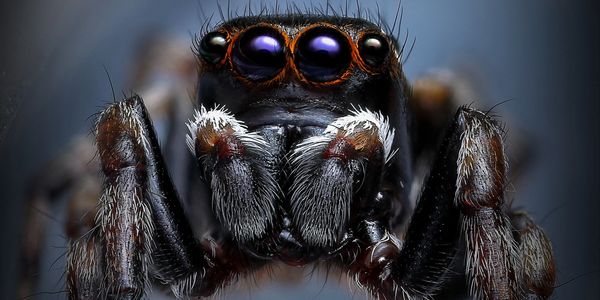 Peacock spider, Maratus scutulatus. Image available for licensing from AUSCAPE.