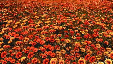 Sea of flowers, San Fernando Valley, California.