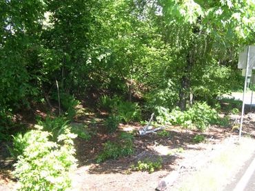 Removal of invasive species