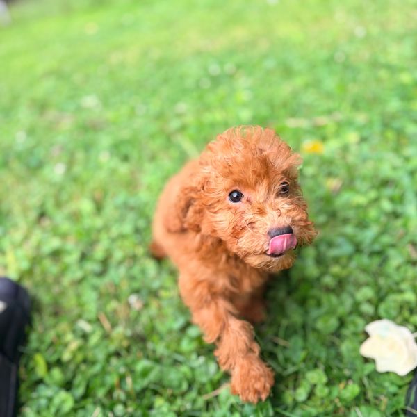 Cute brown puppy licking its nose on grass.