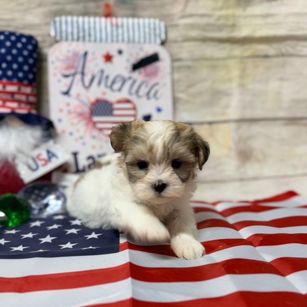 Small puppy on American flag.