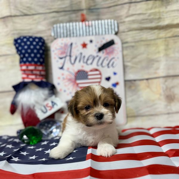 Cute puppy with American flag backdrop.