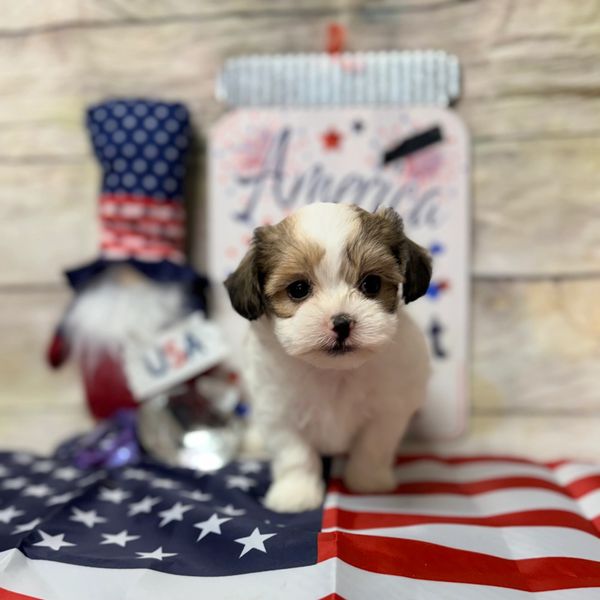 Cute puppy with American flag background.