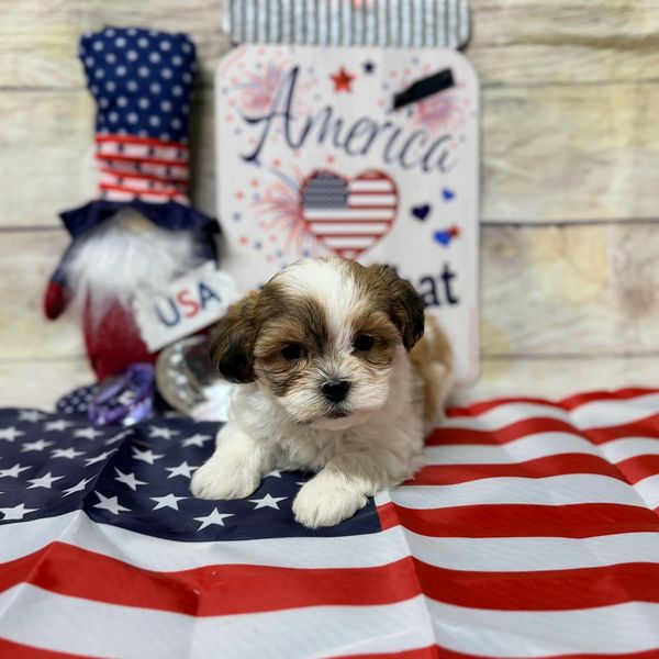 Cute puppy on American flag with patriotic decorations.