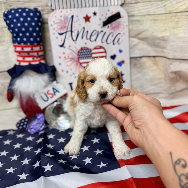 Cute puppy on American flag with patriotic decor.