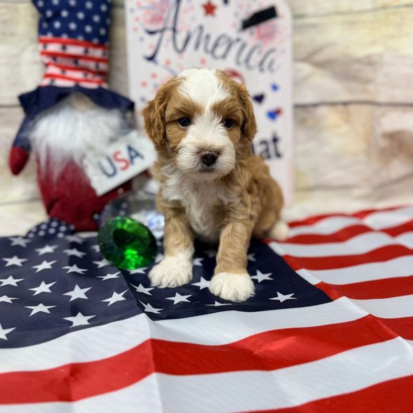 Cute puppy sitting on a USA flag.