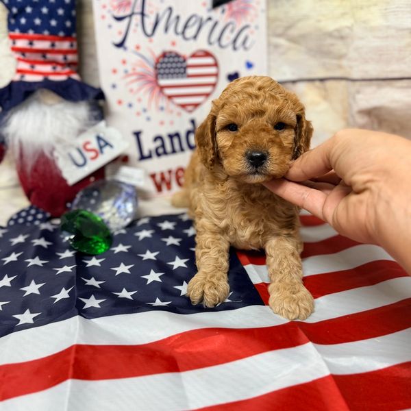 Cute puppy with USA-themed decorations.