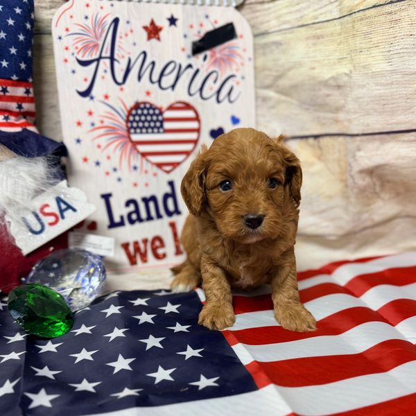 Cute brown puppy on American flag with patriotic decorations.