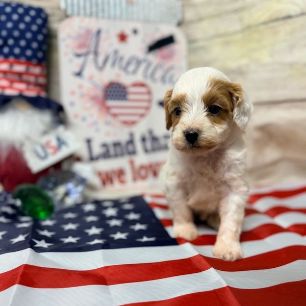 Cute puppy on American flag with patriotic background.