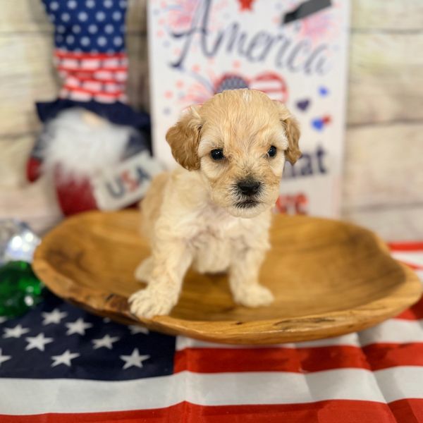 Cute puppy on a wooden bowl with American flag background.