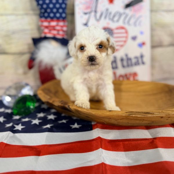 Cute puppy in a wooden bowl with American flag decor.