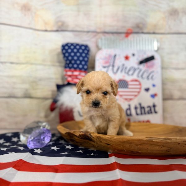 Cute puppy on a wooden plate with patriotic decor.