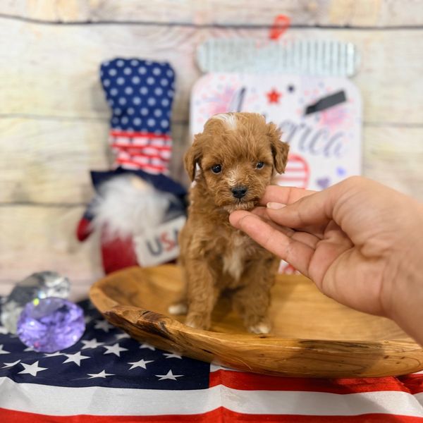 Tiny brown puppy sitting on a wooden plate with patriotic decorations.