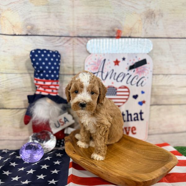 Cute puppy sitting in a wooden bowl with patriotic decor.