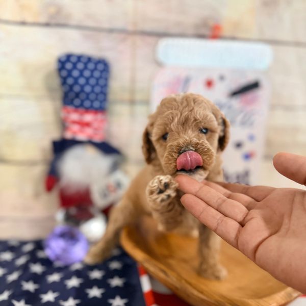 Cute puppy licking a person's fingers.