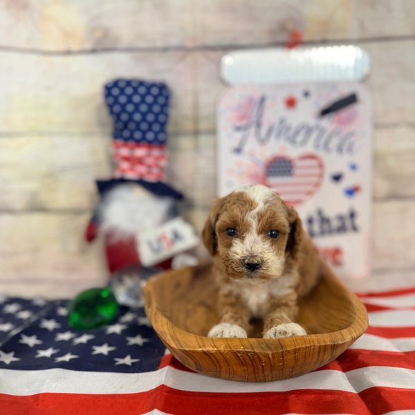 Cute puppy in a wooden bowl on an American flag.