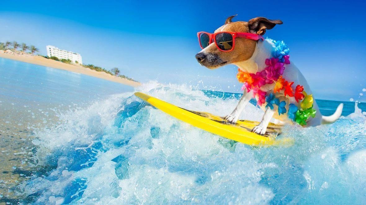 A dog wearing sunglasses and a flower necklace surfing on a yellow board.