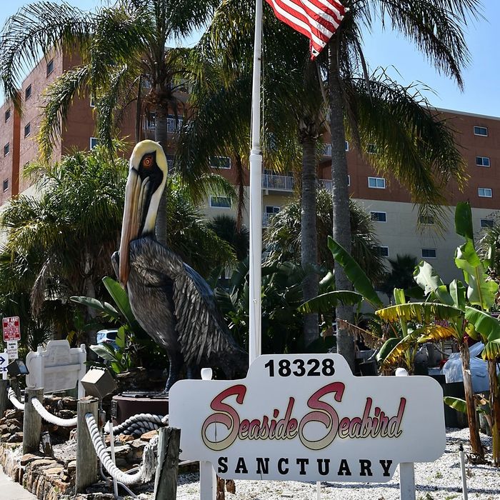 Seaside Seabird Sanctuary