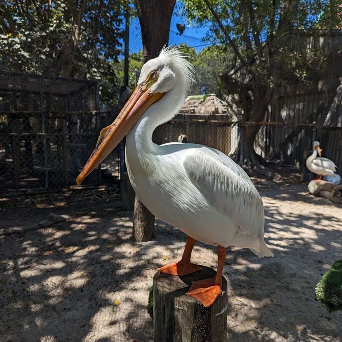 Ollie the American White Pelican perching on a piling.