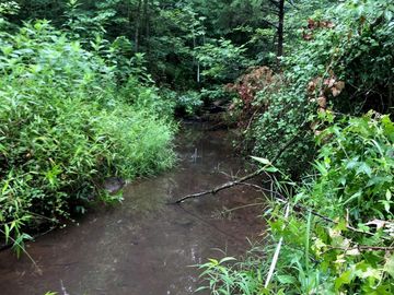 A calm forest stream surrounded by dense greenery and trees.