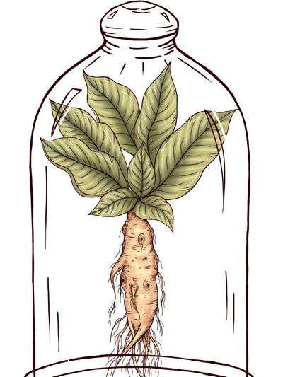 Mandrake Root
