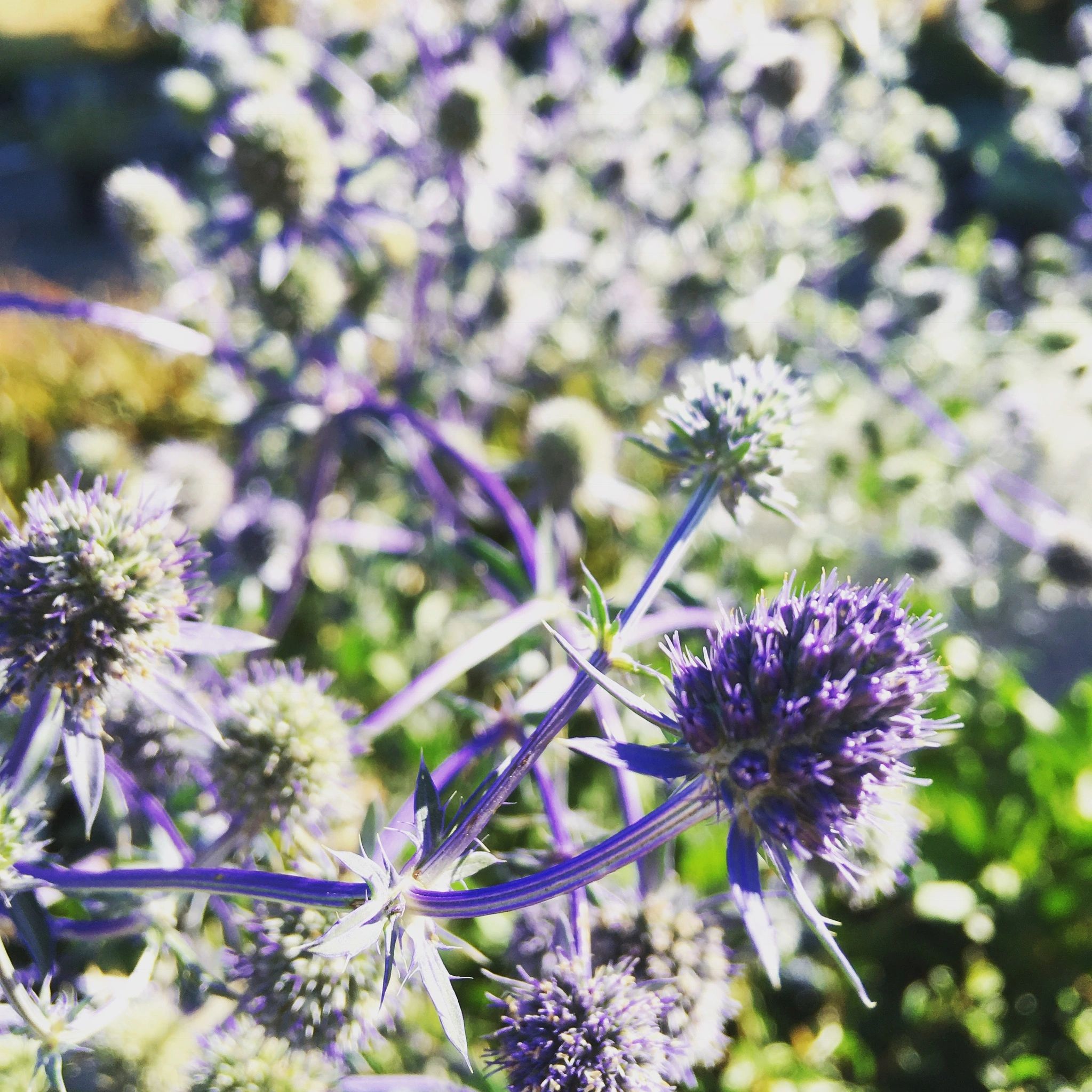 Availability Vine & Branch Nursery