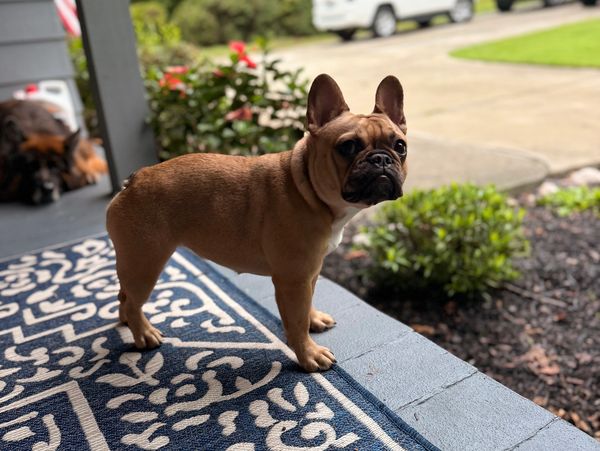 A brown French Bulldog stands on a patterned blue and white rug on a porch.