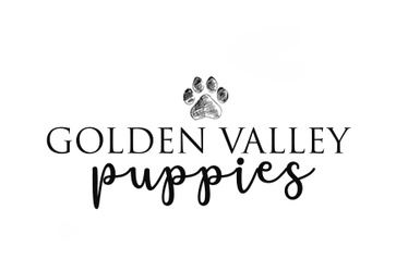 Golden Valley Puppies
